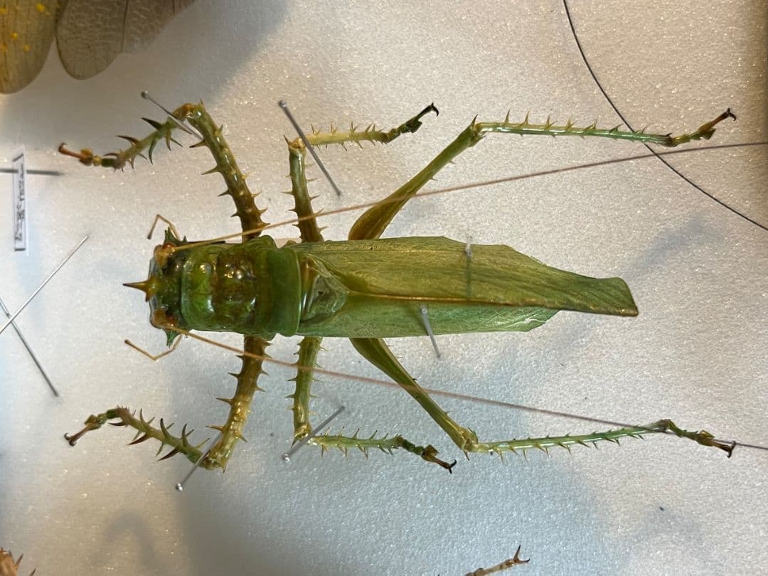 【色残抜群】トゲアクマツユムシ リオック 直翅類 カマキリ マンティス　標本