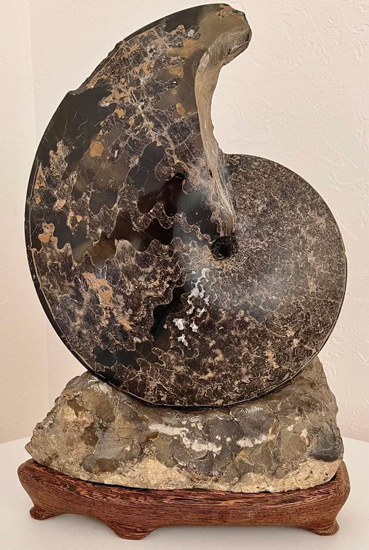 アンモナイト 化石 メキシコ産 大型 5.7kg 貴重 海外持出禁止◆入手困難