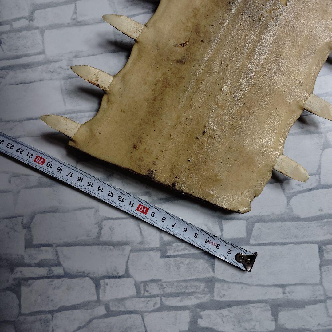 ​【超希少・特大80cm】ノコギリギス 吻 剥製 ブラジル ノコギリザメ 天然物