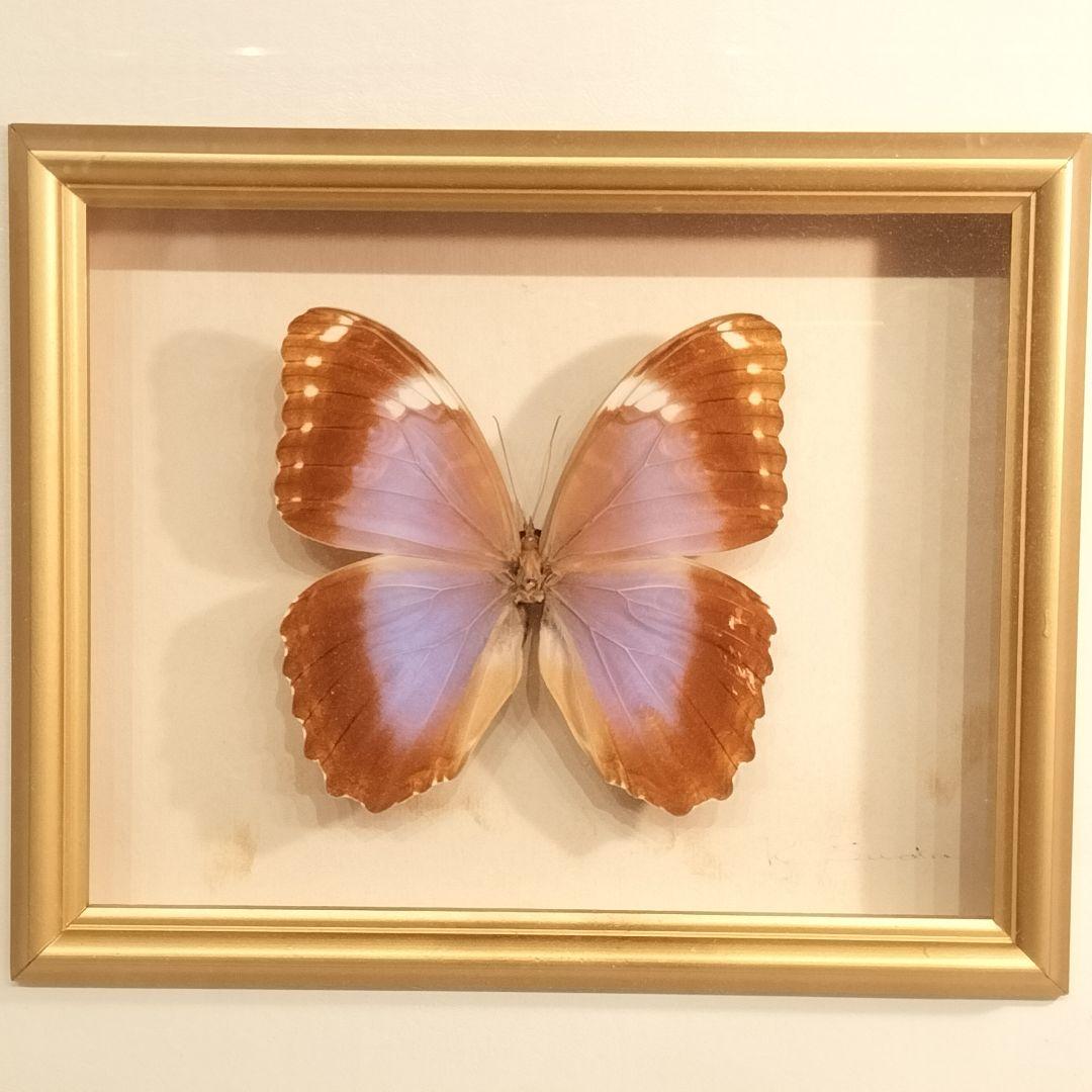 ヴィンテージアート 蝶の標本 モルフォ蝶
