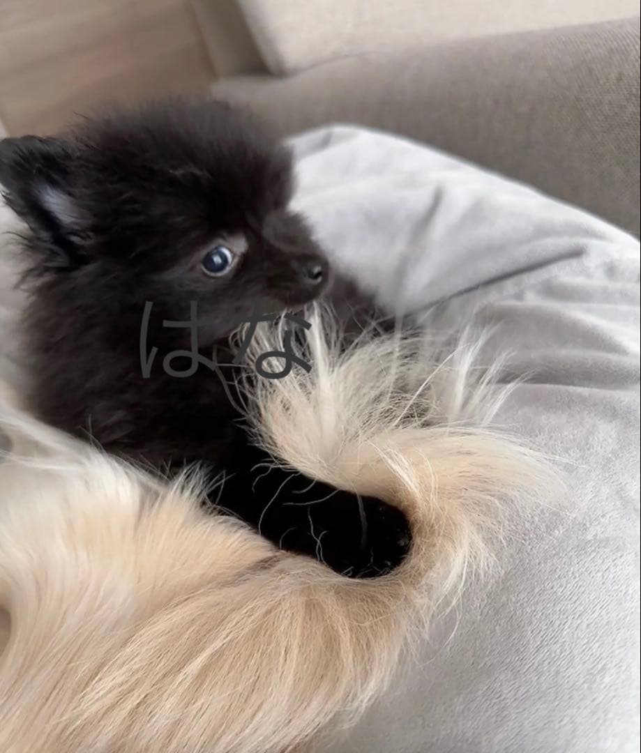 【写真も見てね】うちの子の可愛いアクリルキーホルダー　ポメラニアン