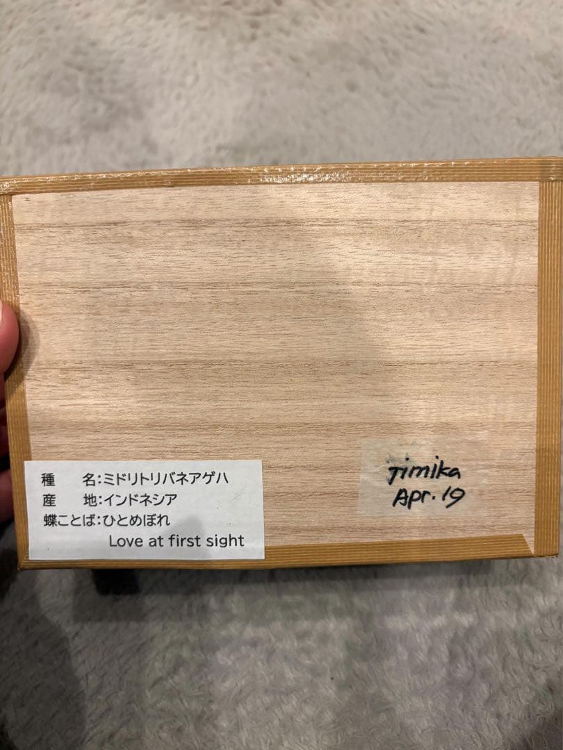 エメラルドアゲハ