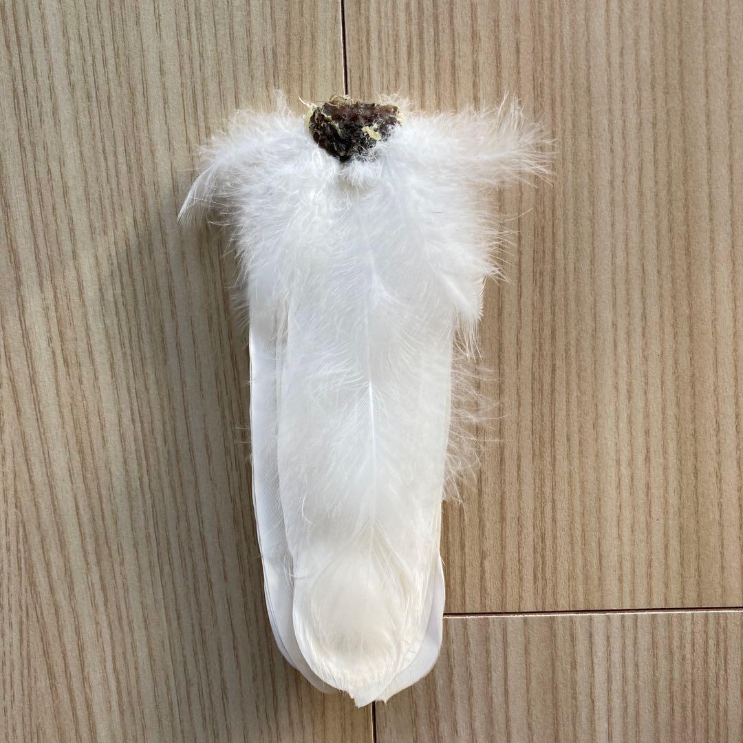 ダイサギの翼標本と尾標本