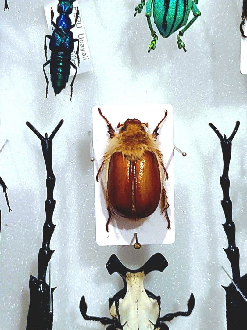 ライオンコガネ　標本