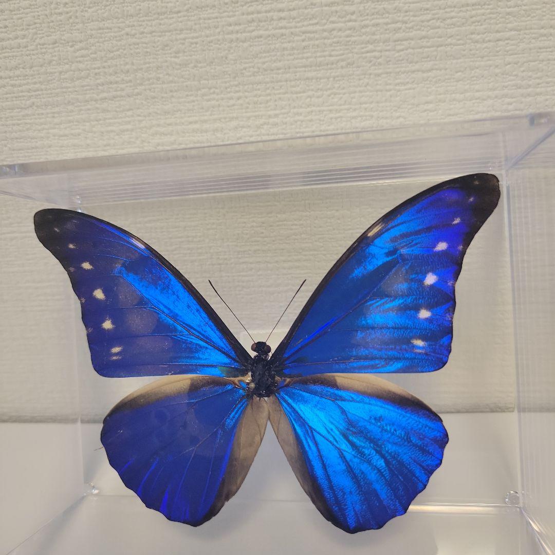 蝶の標本　ジャングルを舞う宝石(特特A)