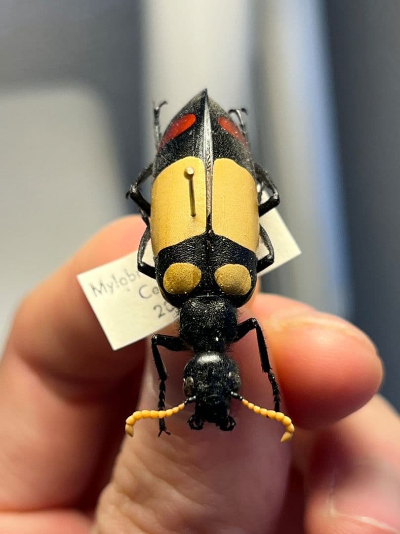 【36mm】ツチハンミョウ 中央アフリカ産 オサムシマイマイカブリ 昆虫標本