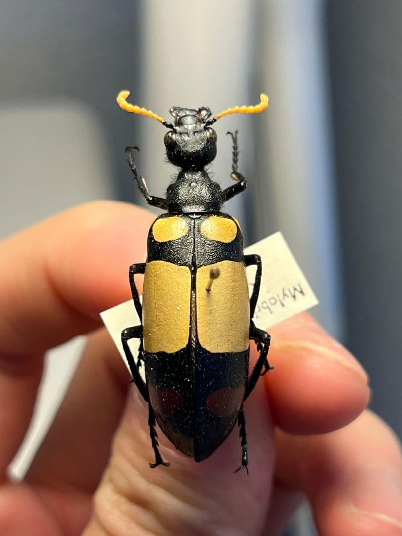 【36mm】ツチハンミョウ 中央アフリカ産 オサムシマイマイカブリ 昆虫標本