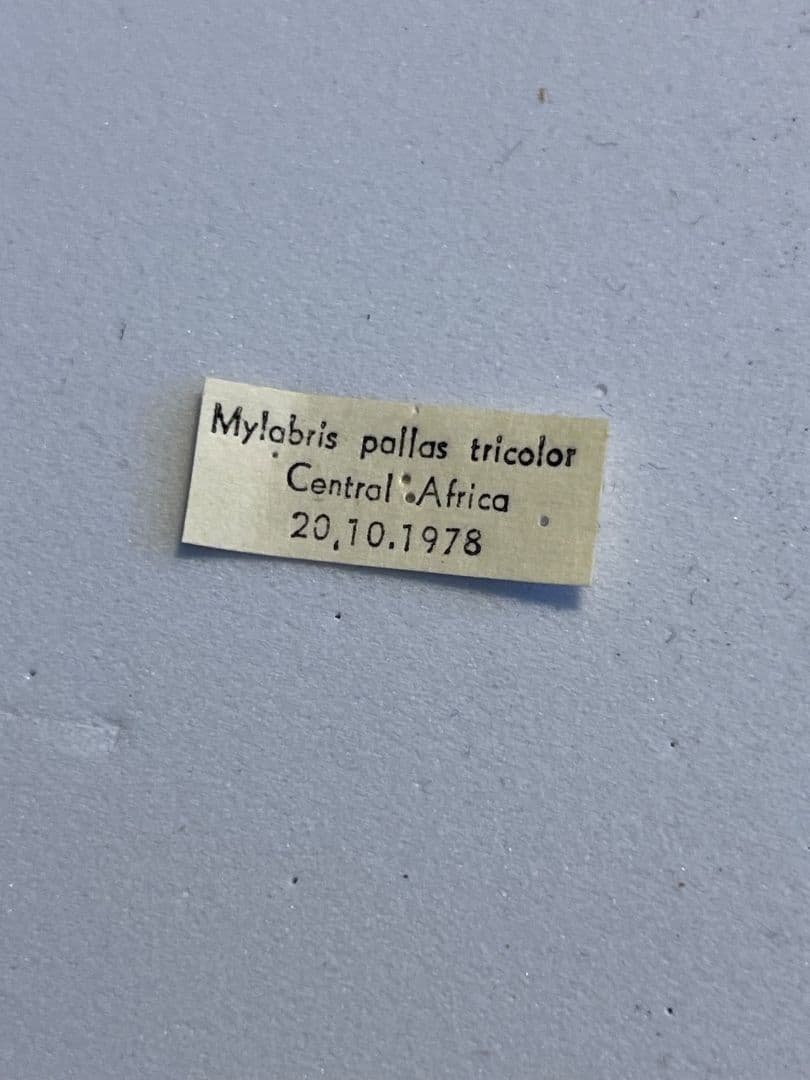 【36mm】ツチハンミョウ 中央アフリカ産 オサムシマイマイカブリ 昆虫標本