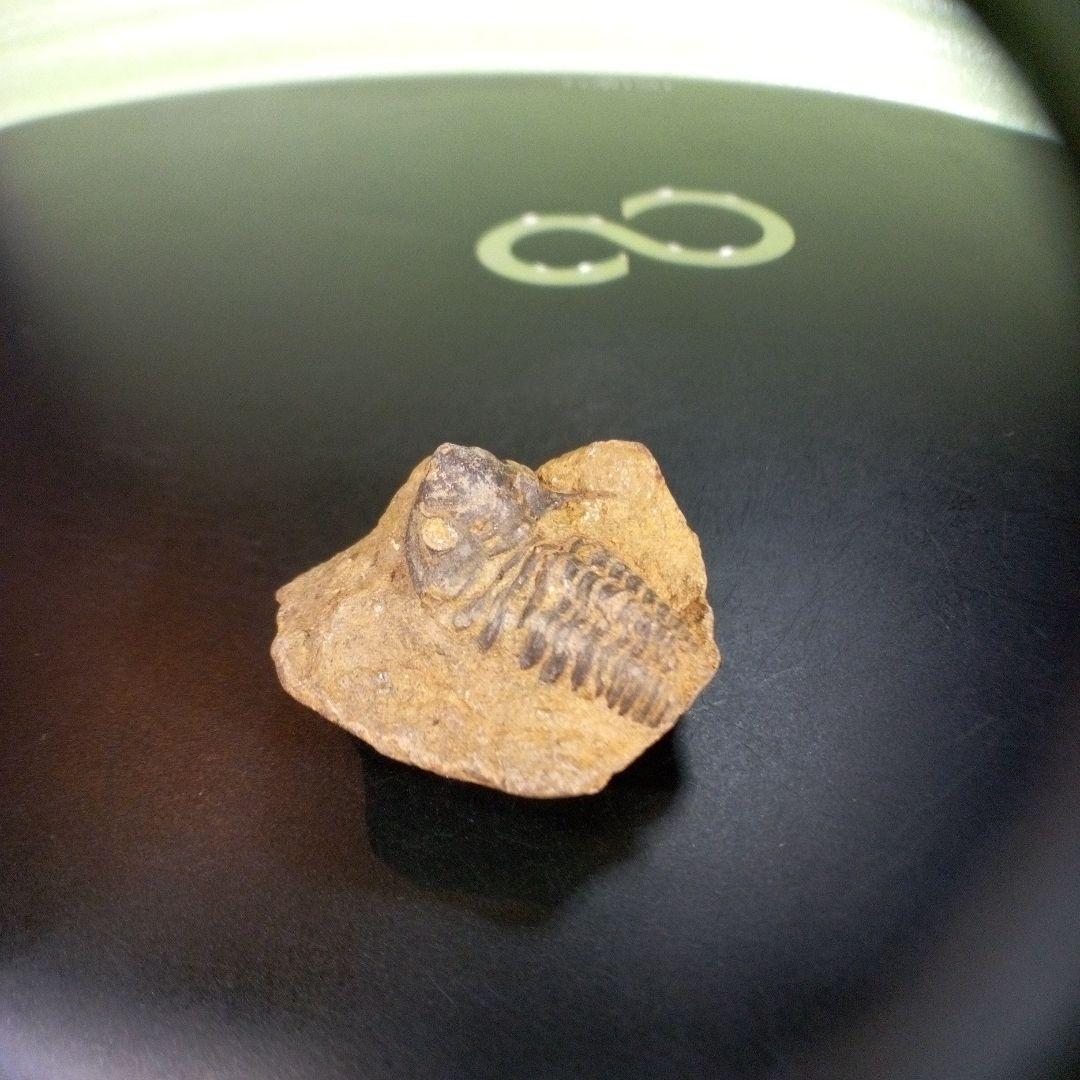 三葉虫　化石　fossil　ボリビア産　trilobite　南アメリカ化石郡③