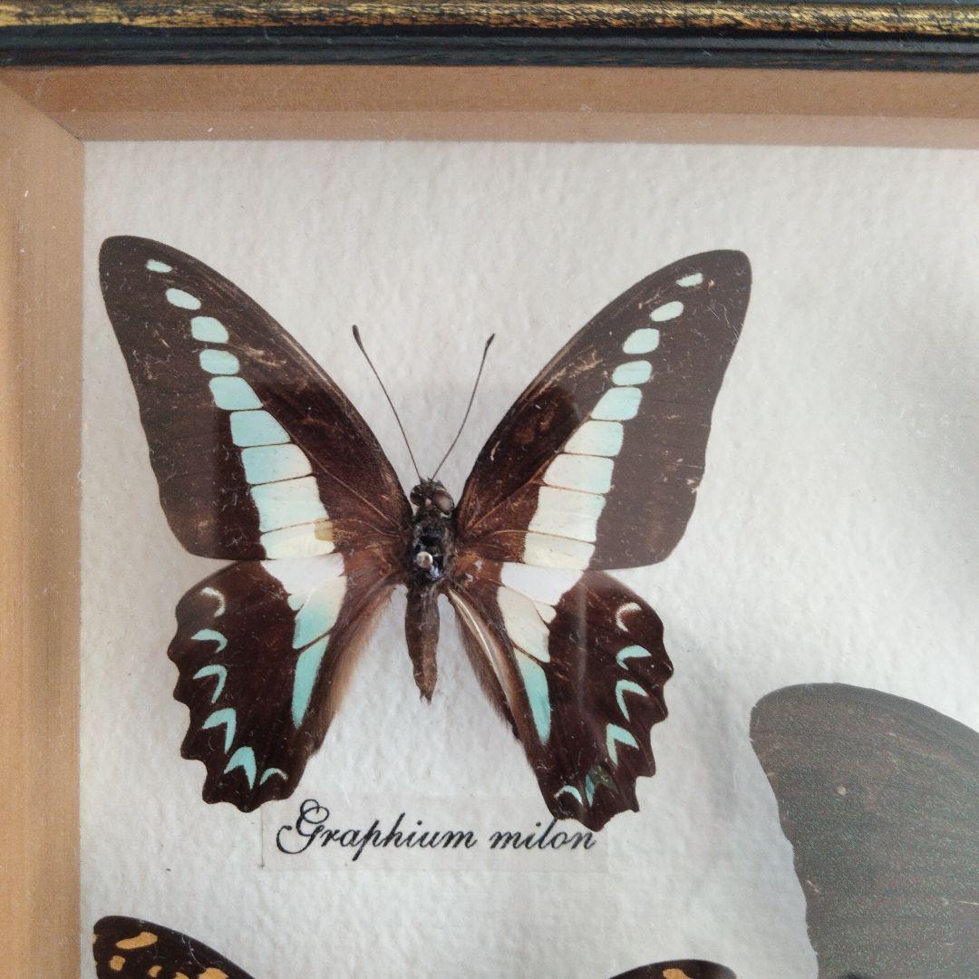 美しい蝶の標本セット 9匹