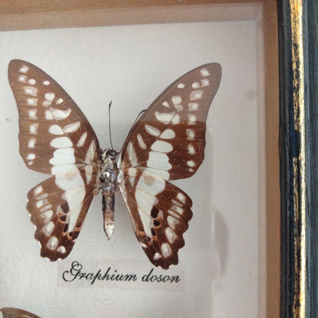 美しい蝶の標本セット 9匹