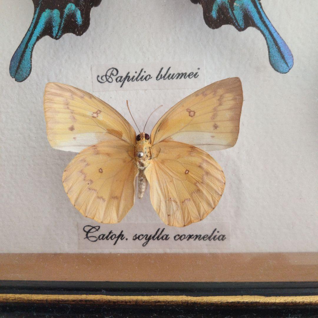 美しい蝶の標本セット 9匹