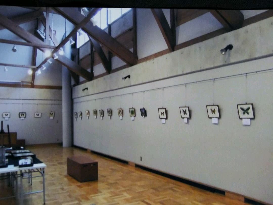 タカネキマダラセセリ