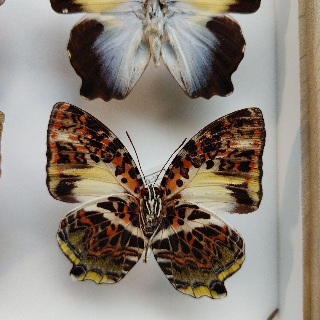 蝶の標本　　「値引き」ヤイロタテハ　フランキヤイロタテハ