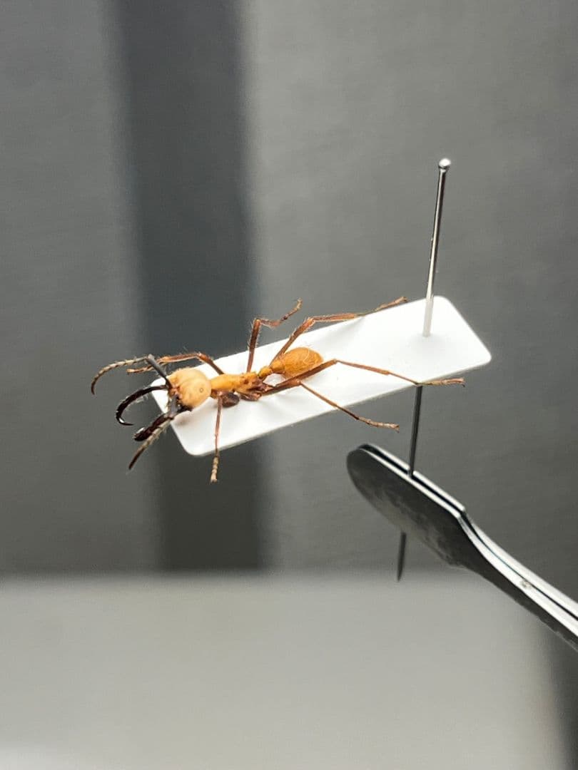 【15mm】グンタイアリ 標本 パラポネラ ソルジャーアントEciton