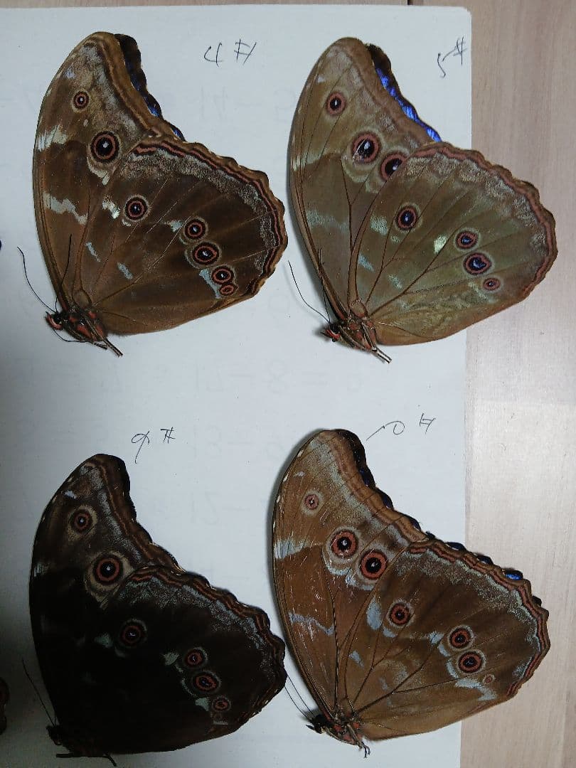 ペルー産・オオモルフォ（実物写真）A-