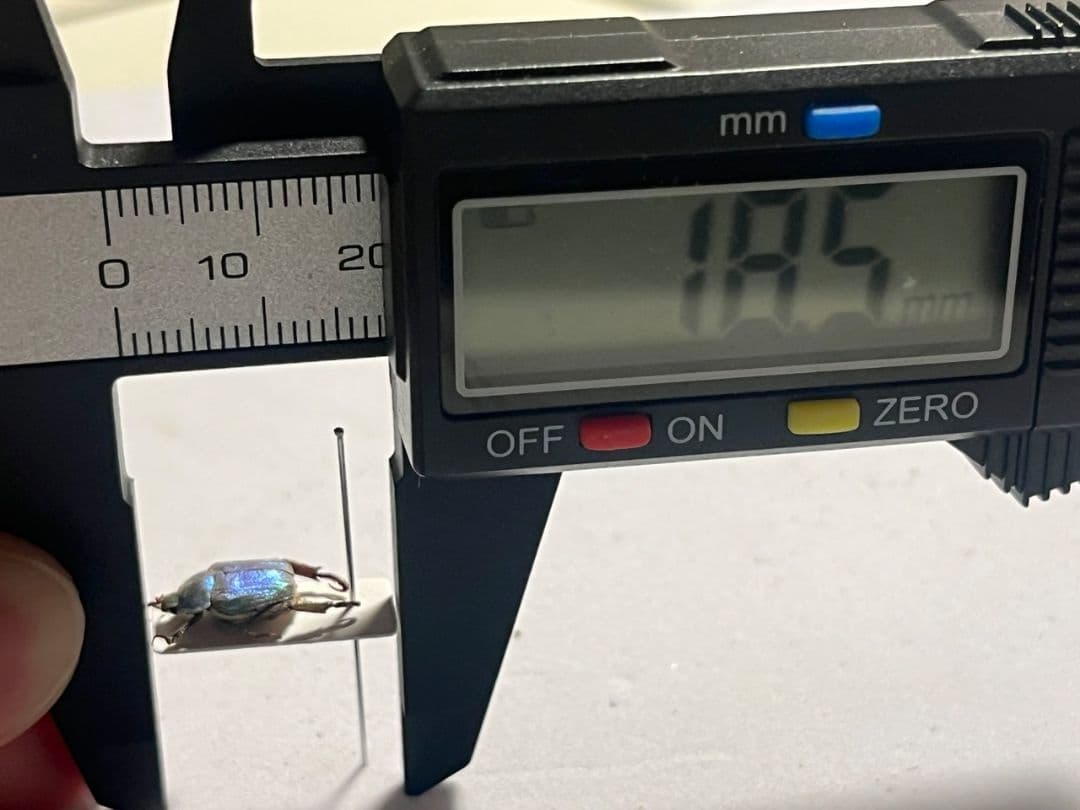 【8mm】シンジュアシナガコガネ 標本 ブルースカラベ プラチナコガネ カナブン