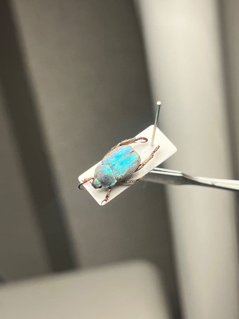 【8mm】シンジュアシナガコガネ 標本 ブルースカラベ プラチナコガネ カナブン
