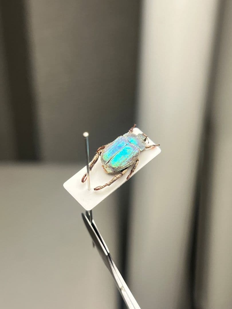 【8mm】シンジュアシナガコガネ 標本 ブルースカラベ プラチナコガネ カナブン