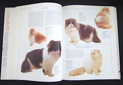 本256／洋書　図鑑　all the World's Cat Breeds