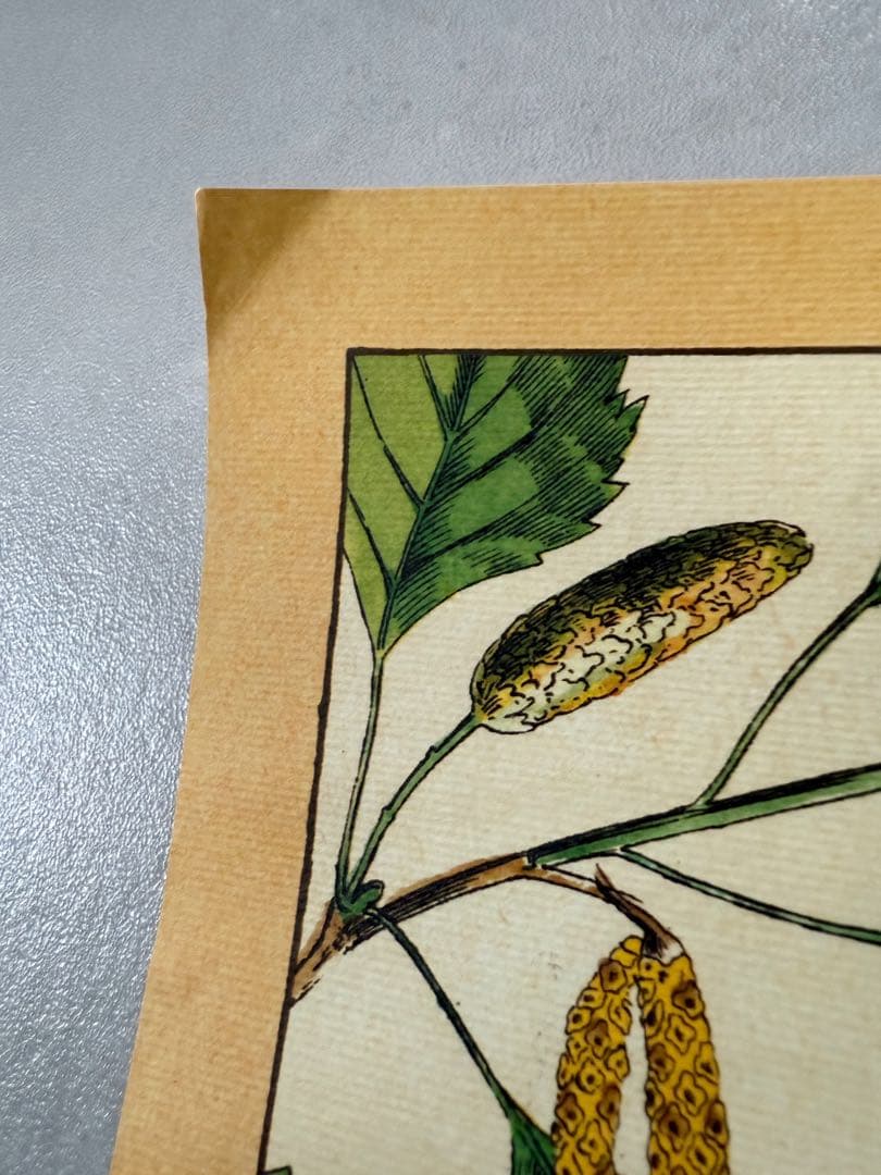 古着 ビンテージ USA きのこ 植物図鑑 サイケデリック ポスター 希少 美品