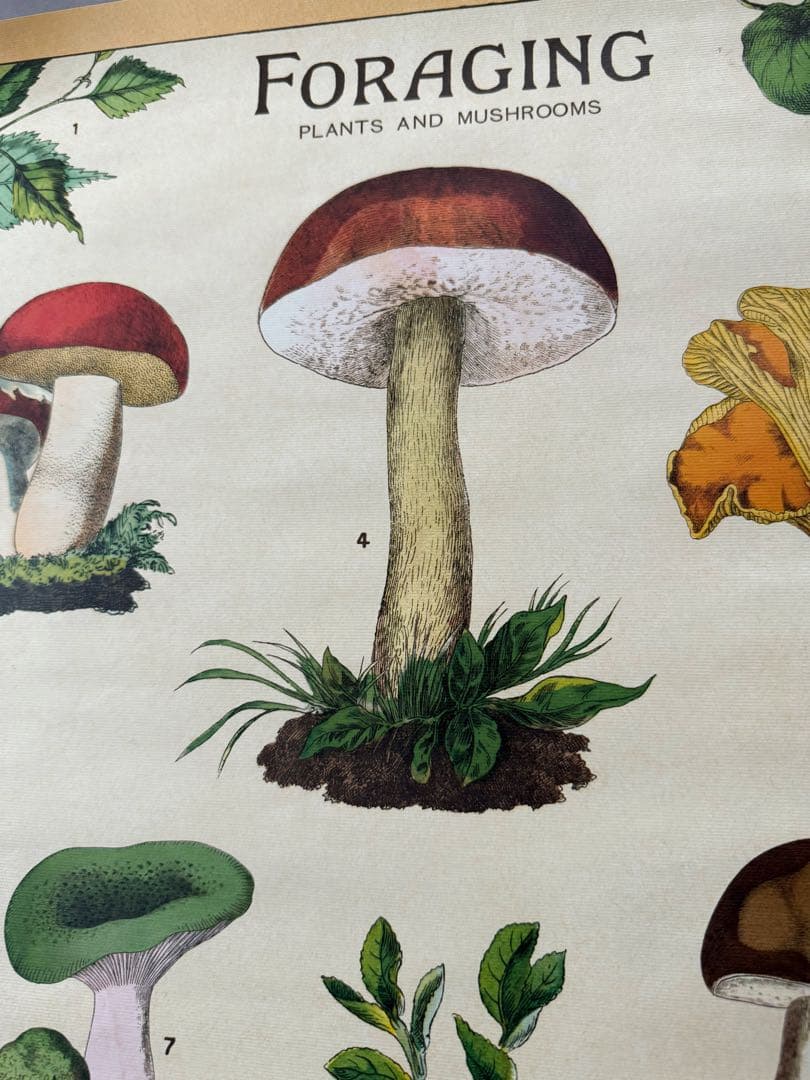 古着 ビンテージ USA きのこ 植物図鑑 サイケデリック ポスター 希少 美品