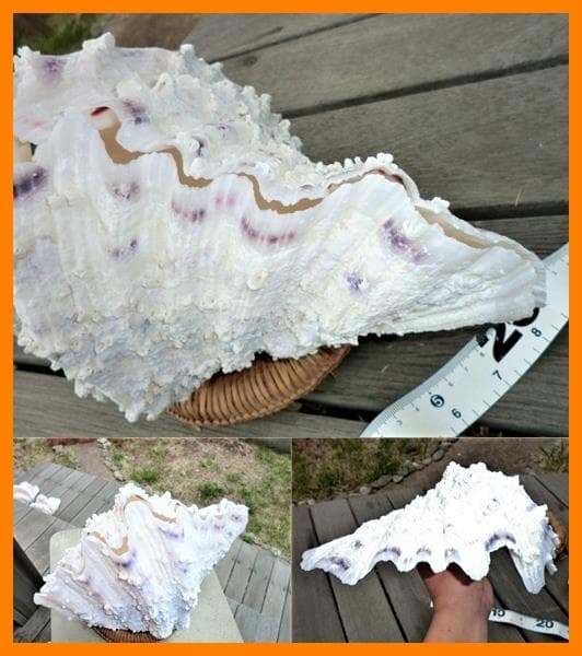 シャゴウガイ(シャコ貝)約30㎝ 石垣産 自然採取 漂白済み  特大美品 超レア