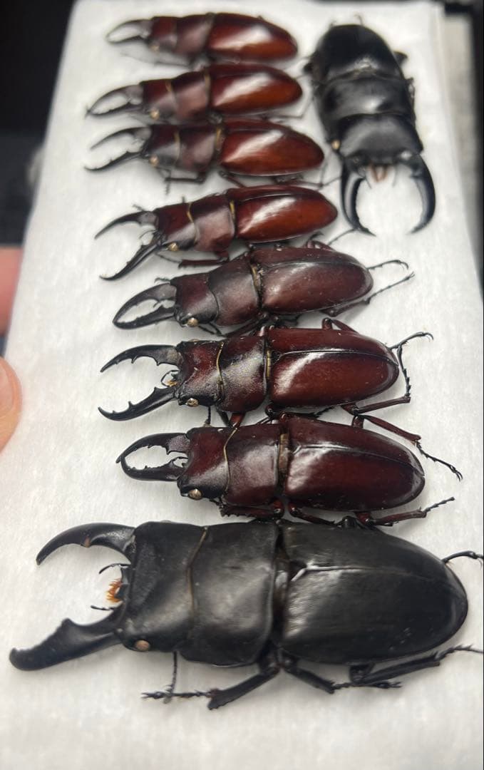 【CH】伊平屋島クワガタセット