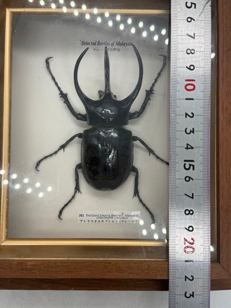 カブトムシ　昆虫標本　額装　送料込み251211