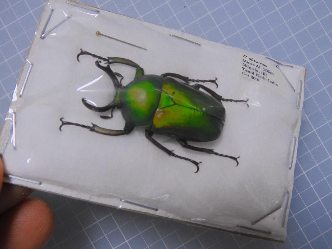 特大　ソリツノアオカナブン34mm