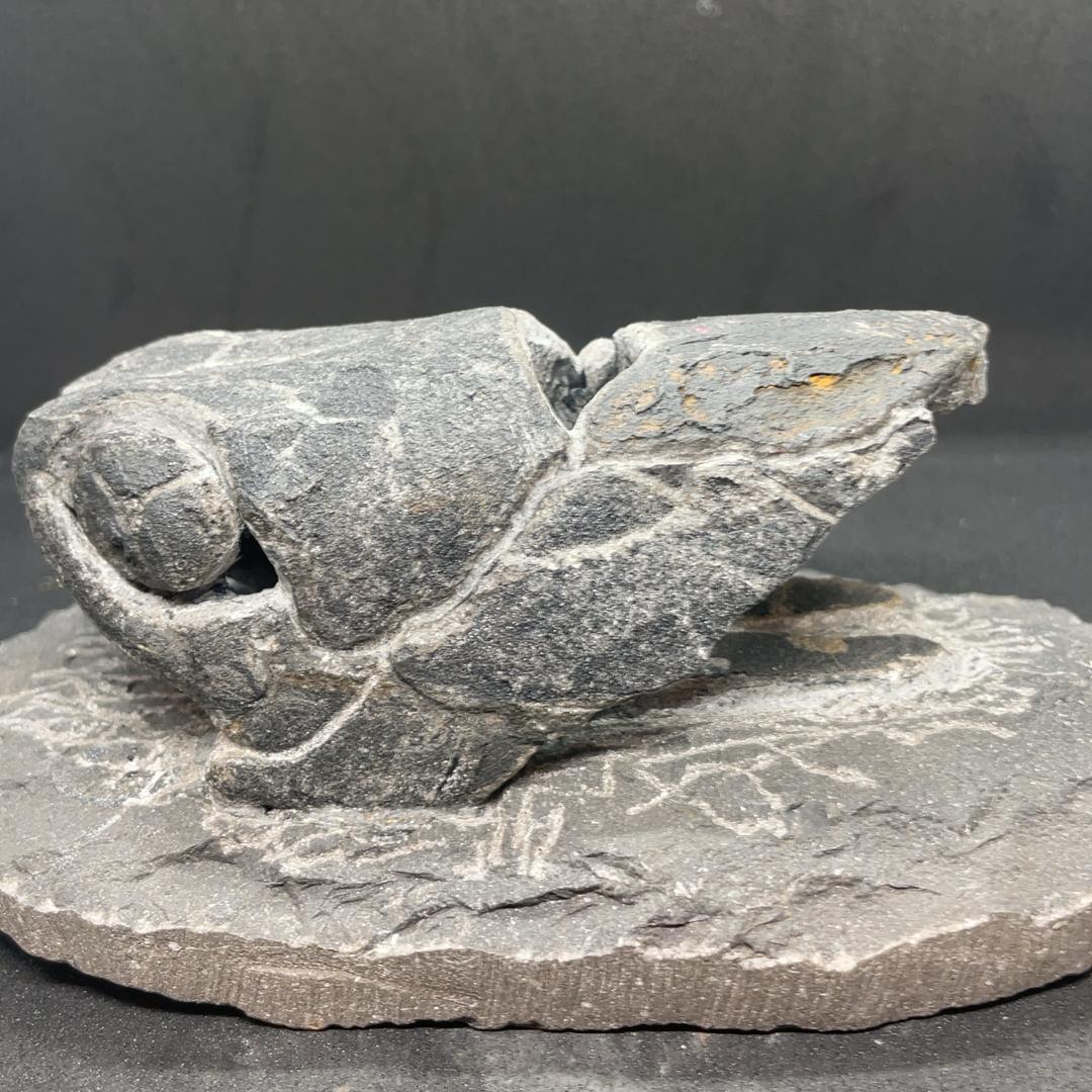 エンセオステウス　placoderm fish　化石 おまけ付き