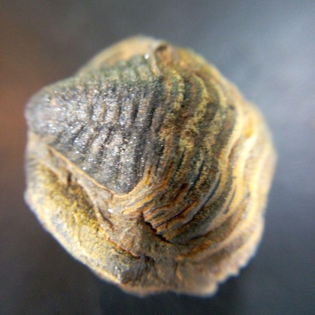 三葉虫　化石　fossil　ボリビア産　trilobite　Bolivia化石①