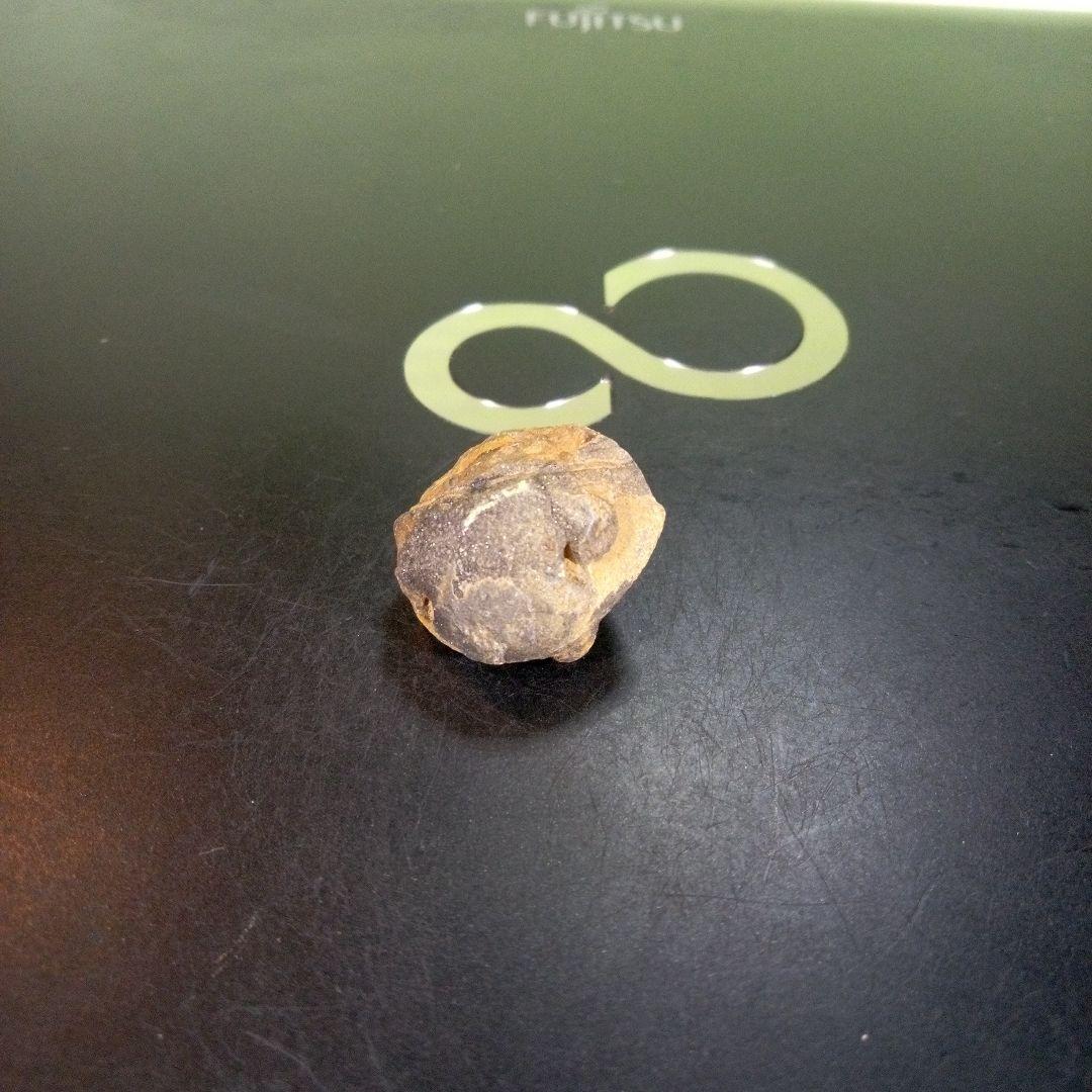 三葉虫　化石　fossil　ボリビア産　trilobite　Bolivia化石①