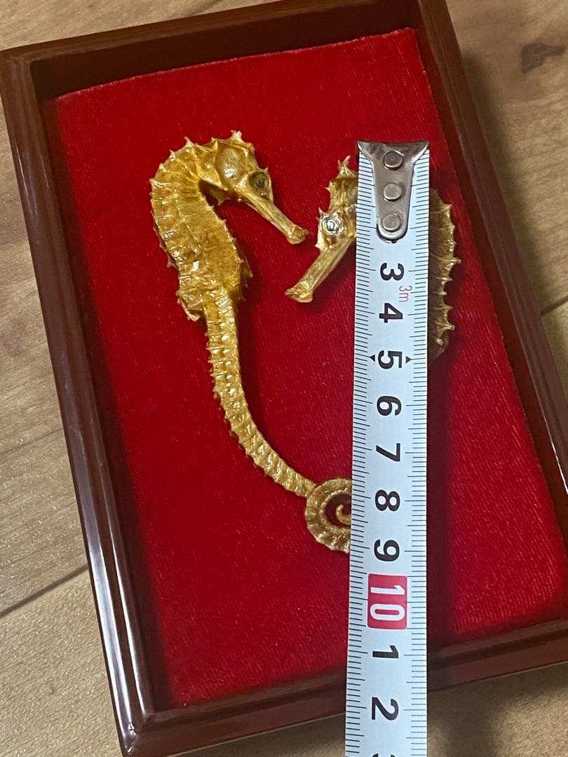 開運 縁起物 タツノオトシゴ 乾燥 標本　2セット 4体