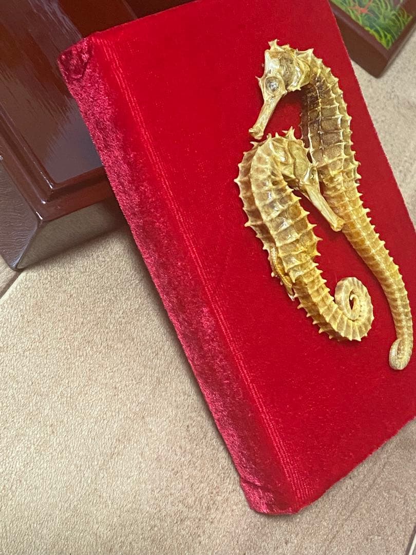 開運 縁起物 タツノオトシゴ 乾燥 標本　2セット 4体