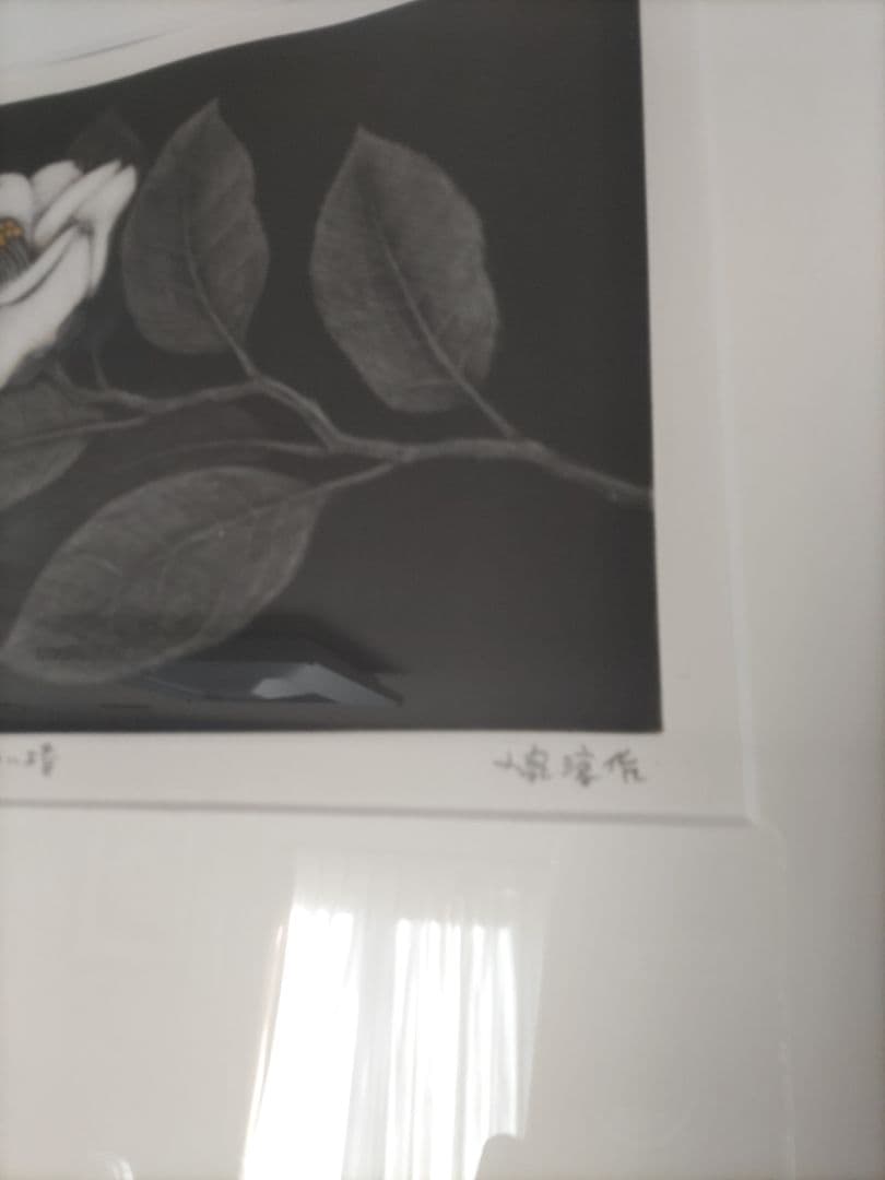 小泉淳作　白い椿　版画