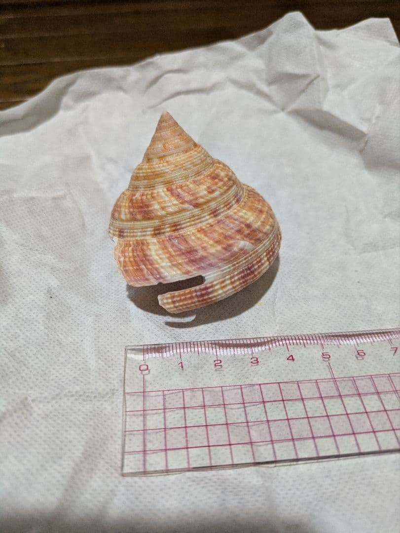 貝殻　オキナエビスガイ　エビスガイ　エビス貝