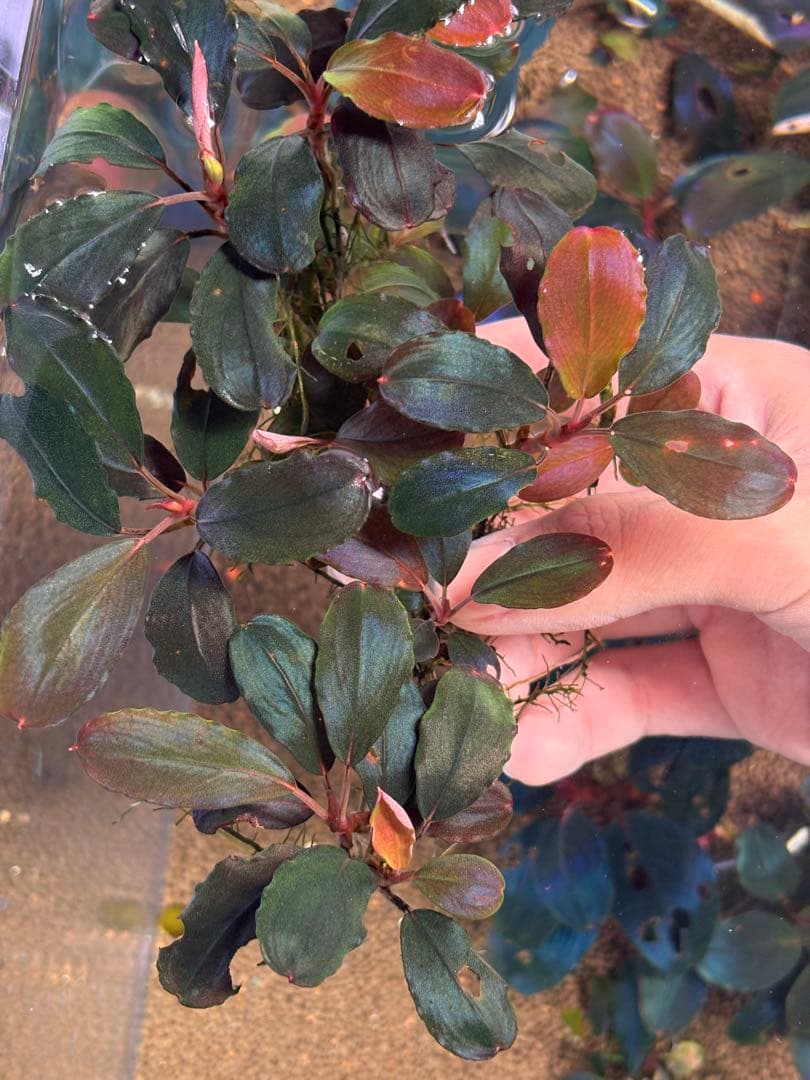 ブセファランドラ　レッドバード　10株以上