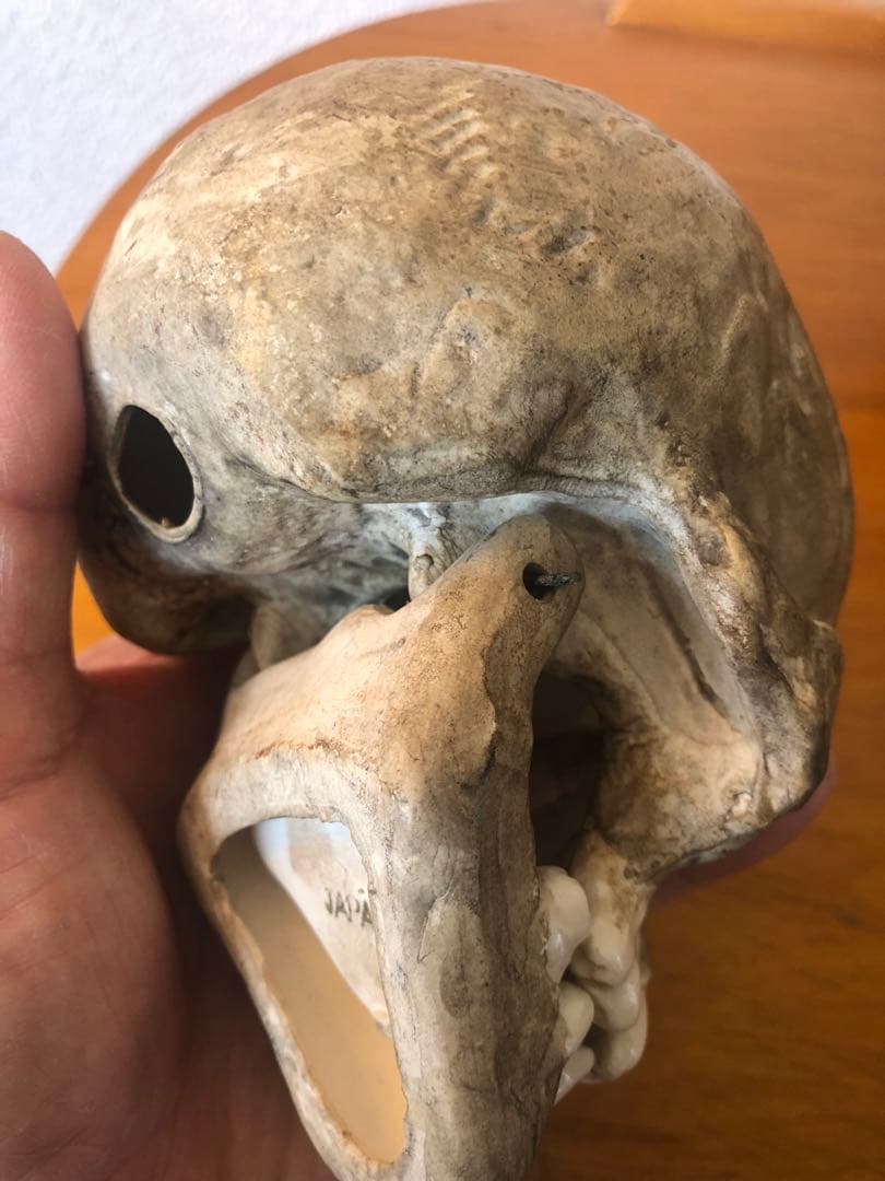 ビンテージ　スカル　髑髏　骸骨　骨董　ミッドセンチュリー　灰皿　アンティーク