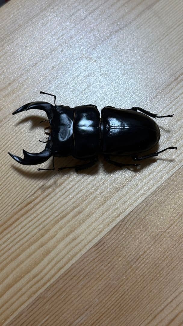 アンタエウスオオクワガタ89mmペア