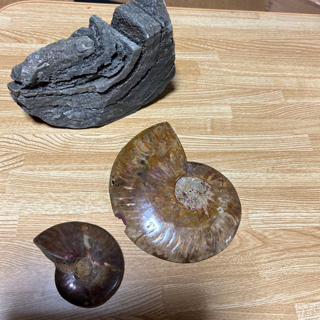 3点　化石　アンモナイト　等
