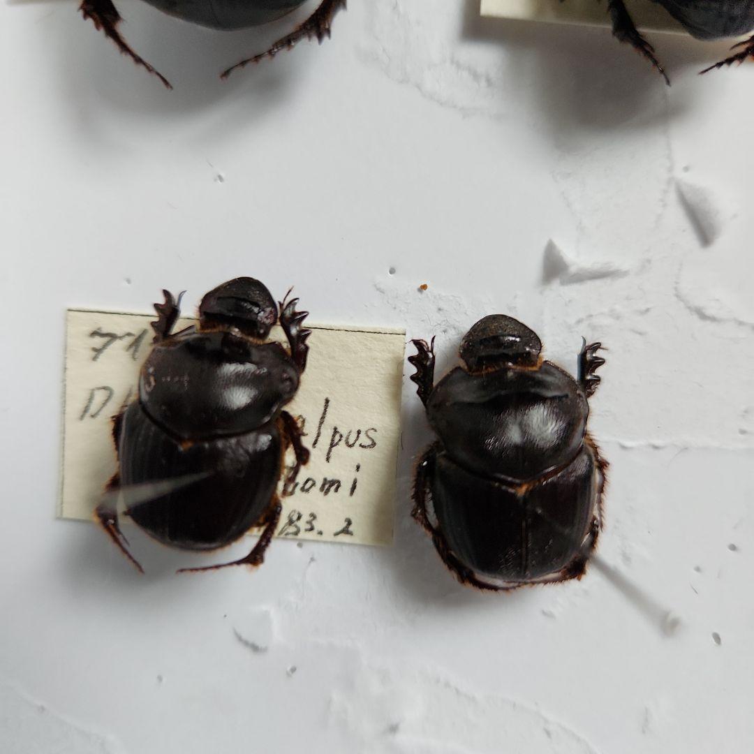 昆虫標本(ダイコク、オオダイコク)海外