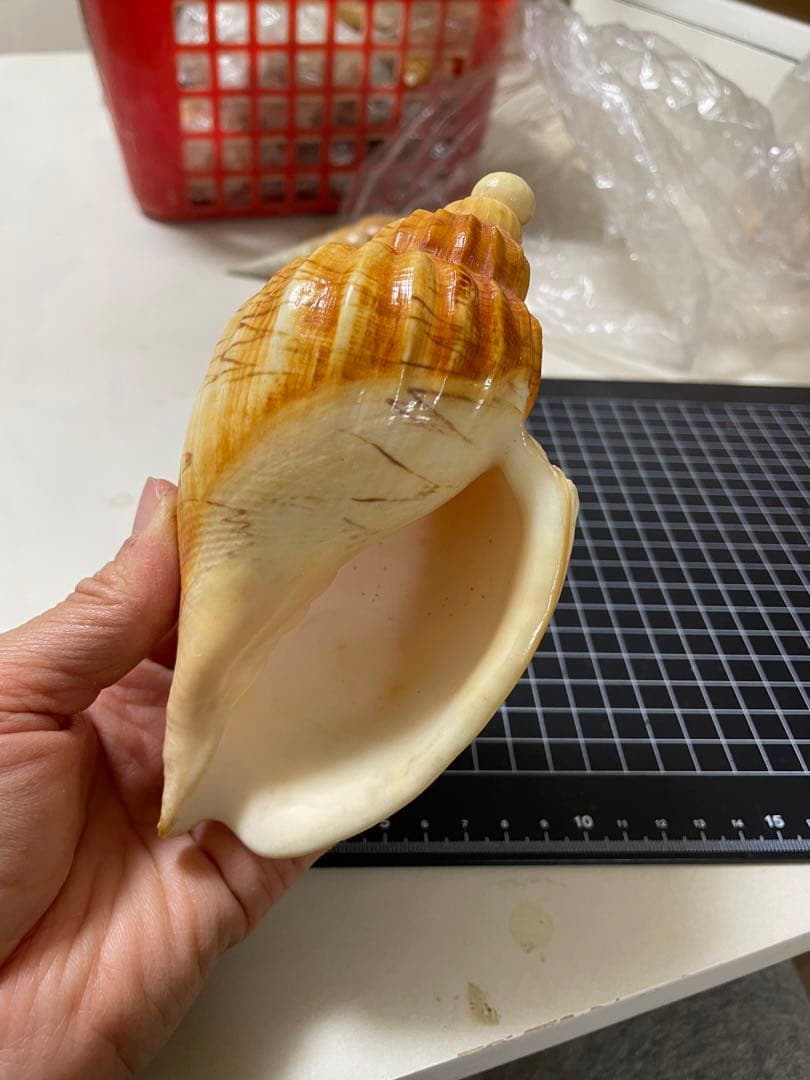 ダンシャクボラ　貝殻　標本