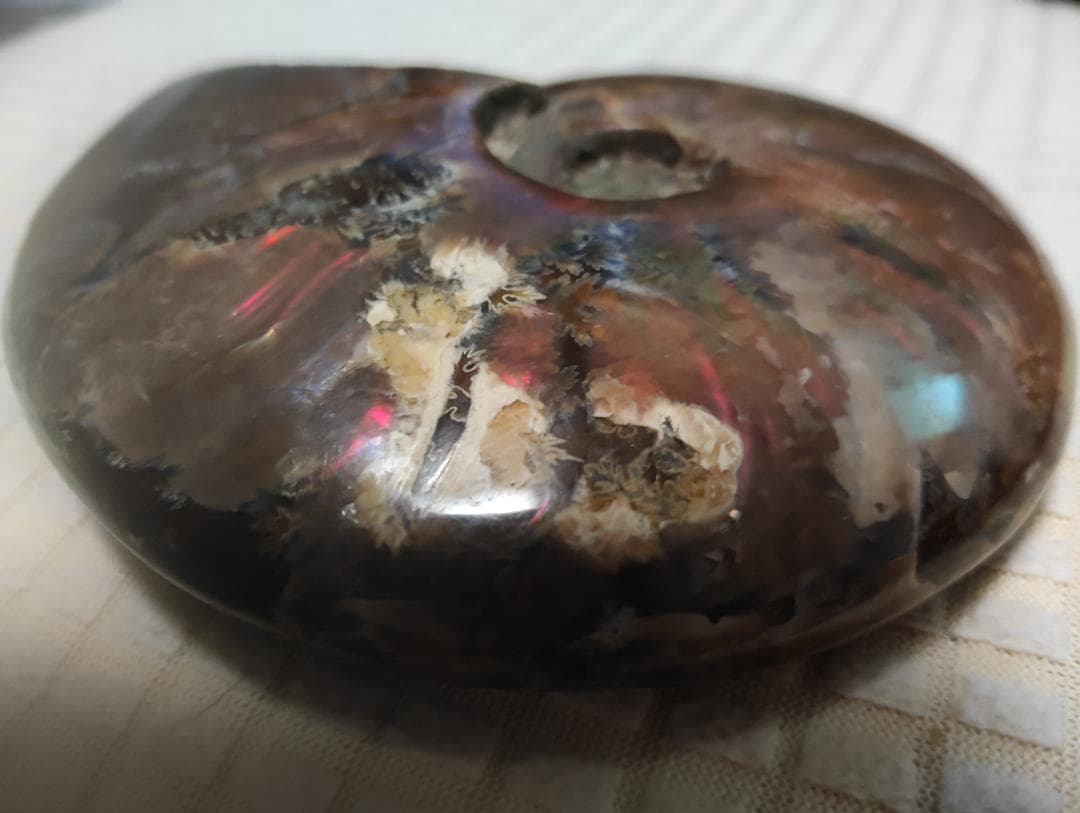 化石 アンモナイト オパール化 遊色 レインボー３点 9800an0814