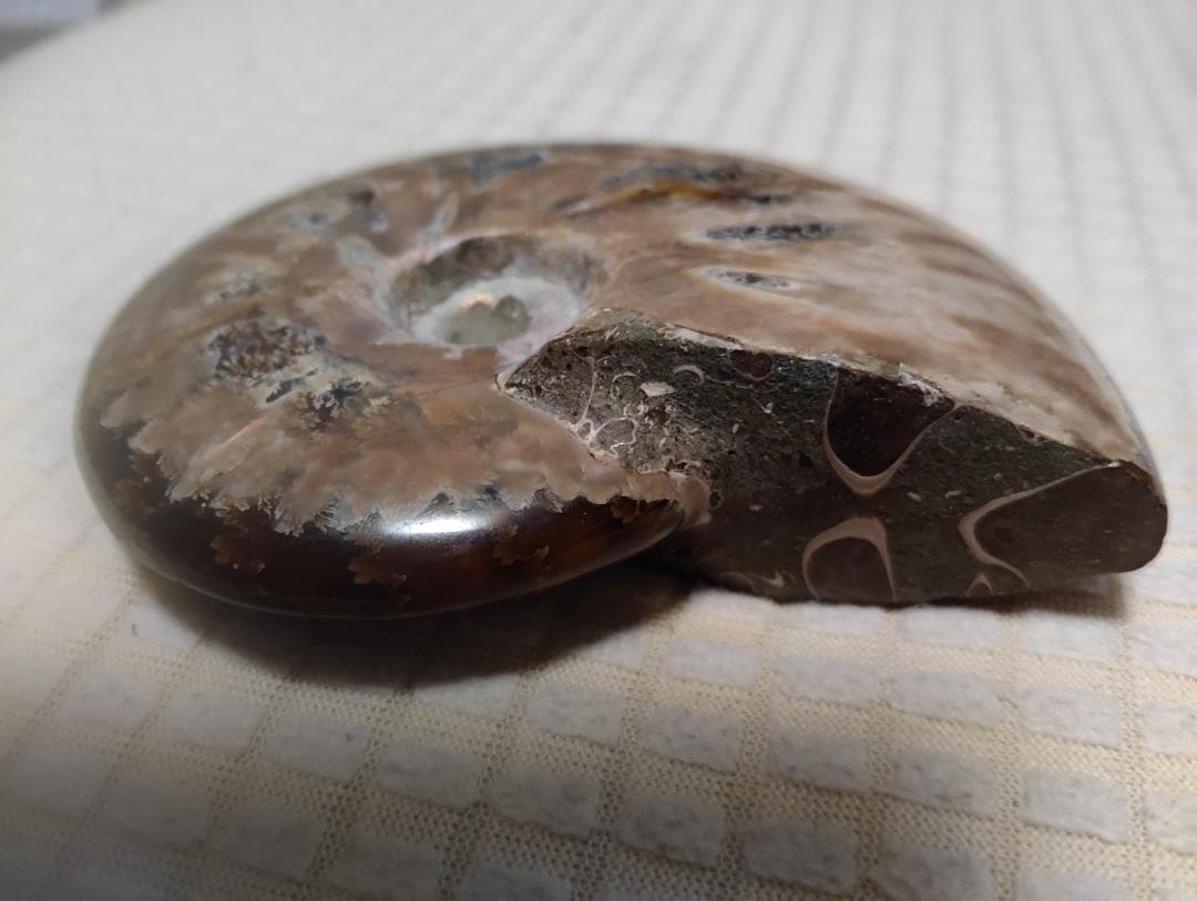 化石 アンモナイト オパール化 遊色 レインボー３点 9800an0814