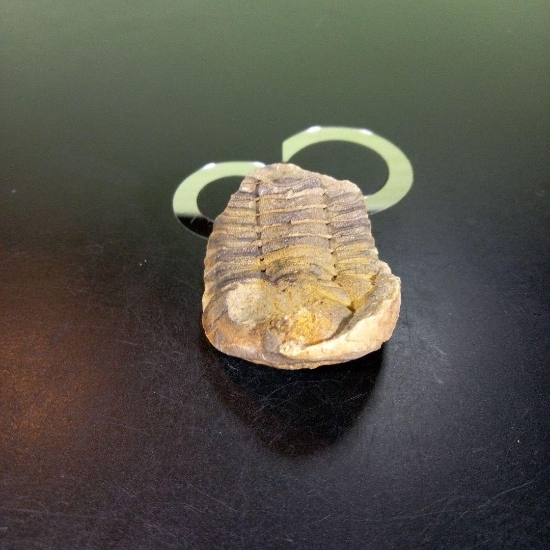 三葉虫　化石　fossil　ボリビア産　trilobite　海生動物識別⑤
