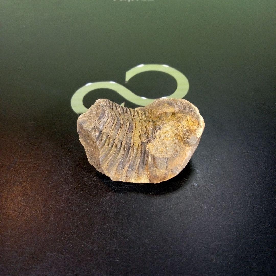 三葉虫　化石　fossil　ボリビア産　trilobite　海生動物識別⑤