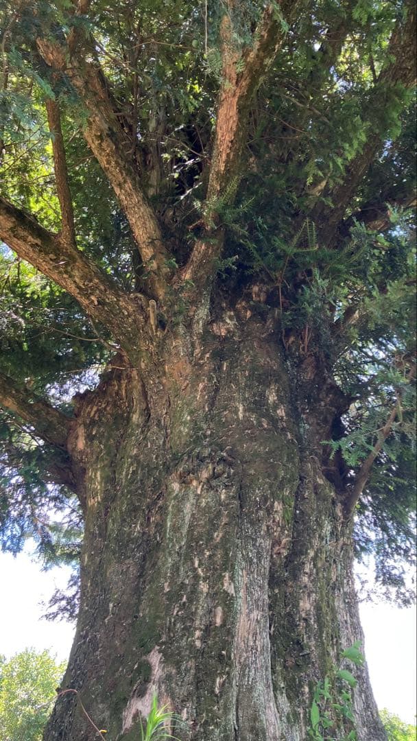 樹齢600年 榧の実（かやの実） 2025年産 1kg アク抜き済み