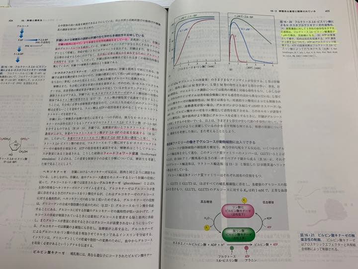 ストライヤー生化学