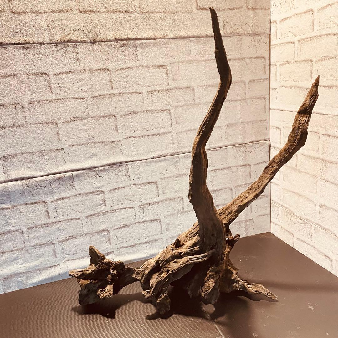 天然流木233 アク抜き処理済み　沈水処理済み　ビオトープ　水槽レイアウト